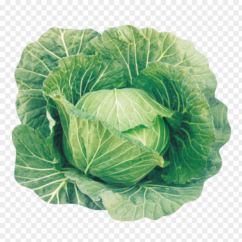 Cabbage Leaf Vegetable Spring Greens Collard PNG