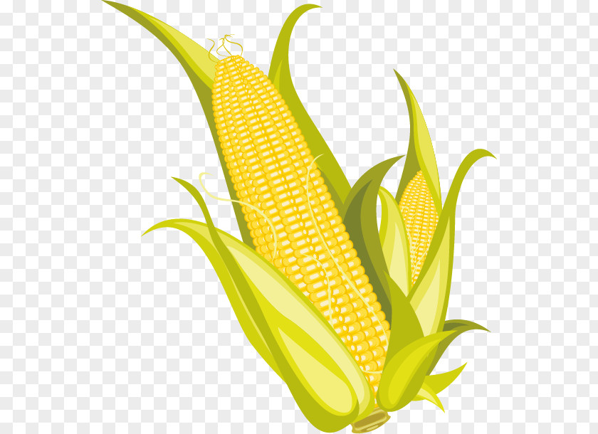 Corn And Popcorn Image On The Cob Flakes Maize PNG