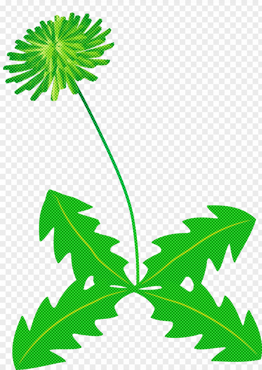 Dandelion Flower PNG