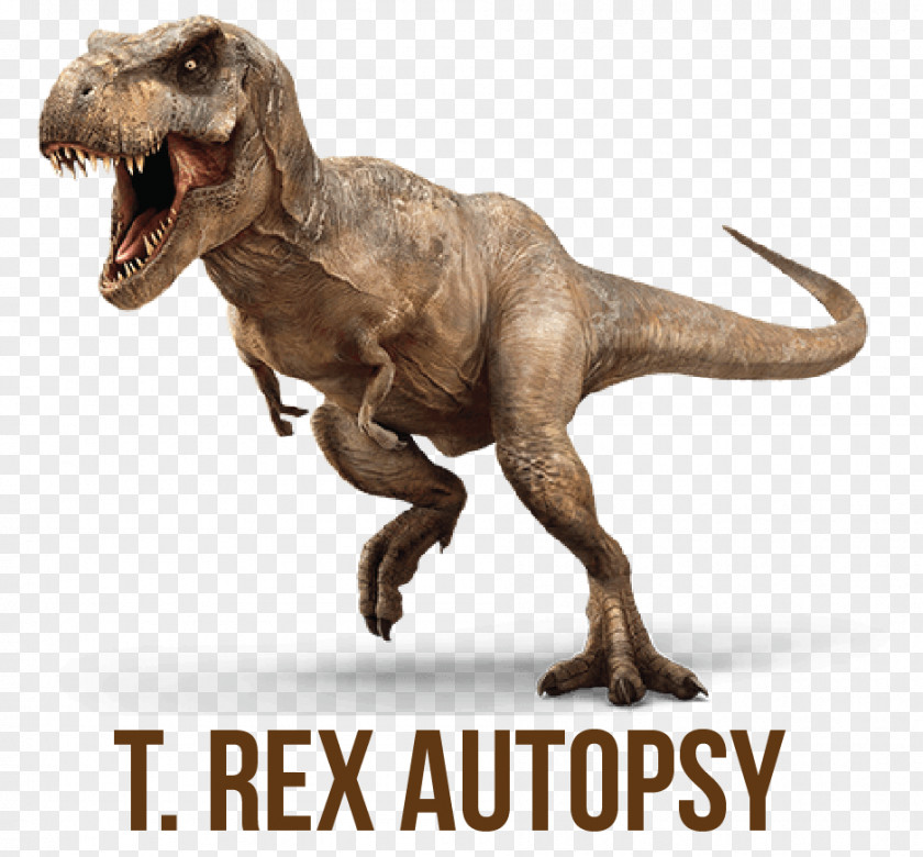 Dinosaur Tyrannosaurus Velociraptor Triceratops Jurassic World Evolution Ian Malcolm PNG