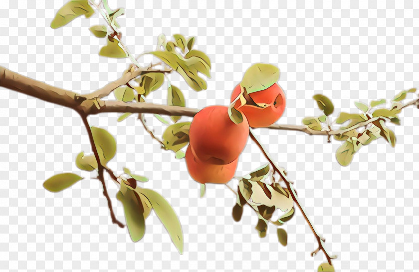 Plant Branch Flower Fruit Tree PNG