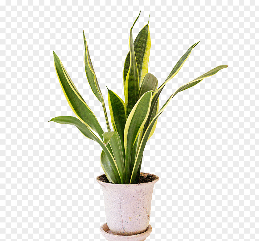 Plant Viper's Bowstring Hemp Houseplant Hechtia Stock Photography PNG