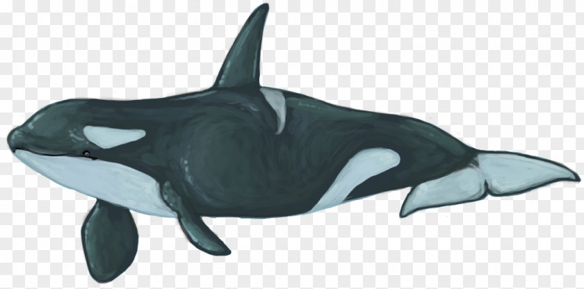 Whale Rough-toothed Dolphin White-beaked Common Bottlenose Killer PNG