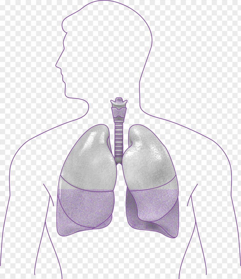 Human Lungs Shoulder PNG
