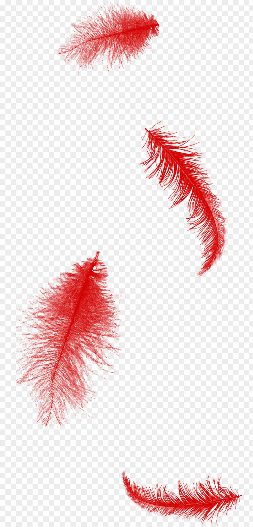 Red Feather Clip Art PNG