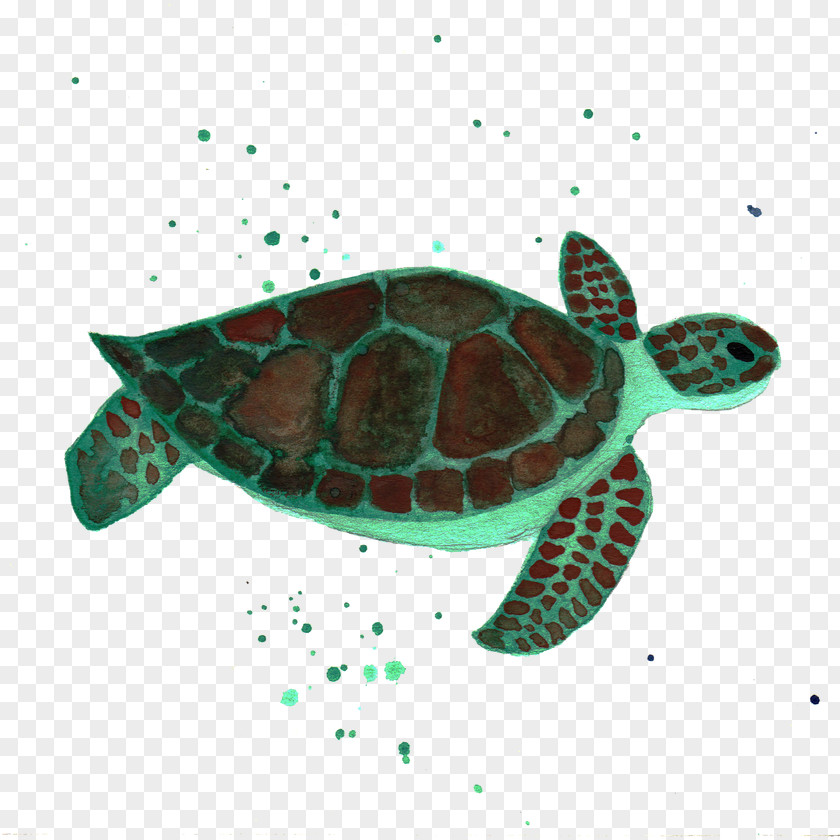 Turtle Loggerhead Sea Reptile Marine Biology PNG