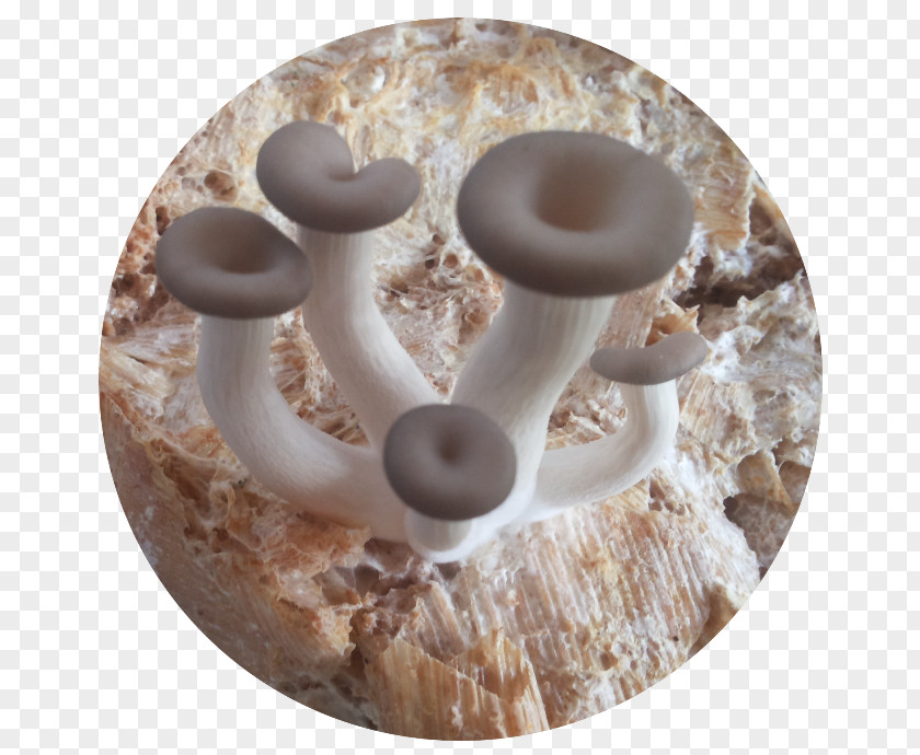 Mushroom Oyster Pleurotus Citrinopileatus Maize PNG