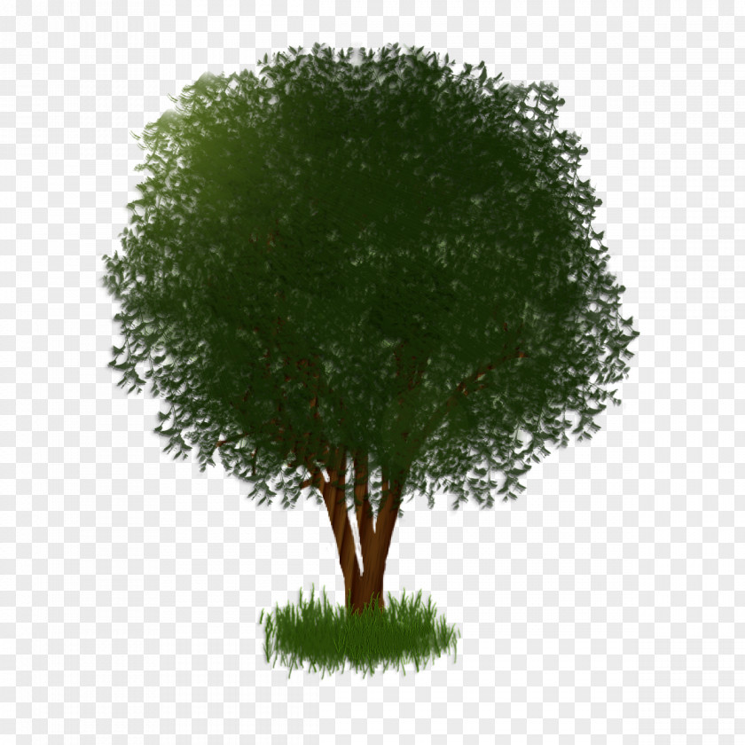Tree Shade Shrub Plant Branching PNG