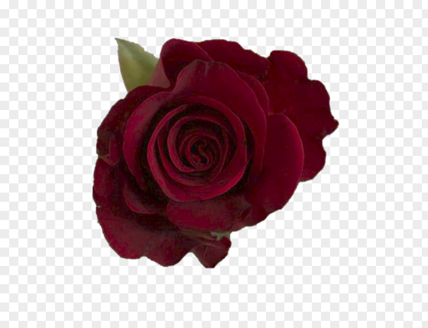 Burgundy Rose Garden Roses Cabbage Floribunda Cut Flowers PNG