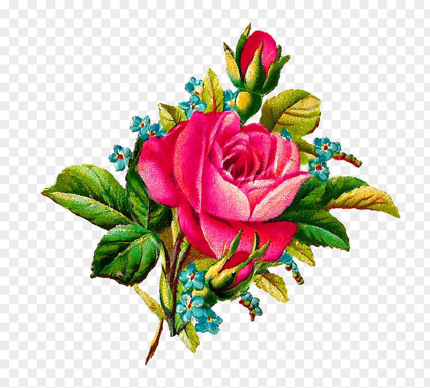 Peony Watercolor Flower Garden Roses Pink Clip Art PNG