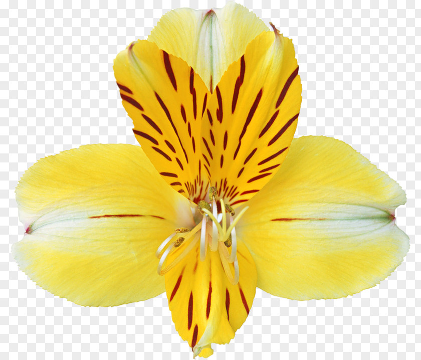 Yellow Orchid Clipart Massage Dallas Petal Pusher Orchids Clip Art PNG