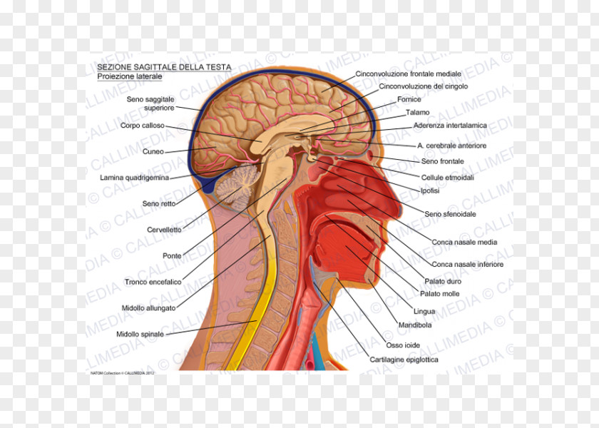 Brain Sagittal Plane Anatomy Head Skull PNG