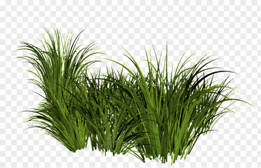 Clip Art Grasses Ornamental Grass Image PNG