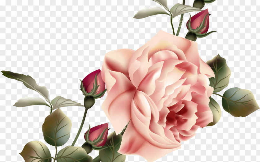 Flower Garden Roses Cabbage Rose Floral Design PNG