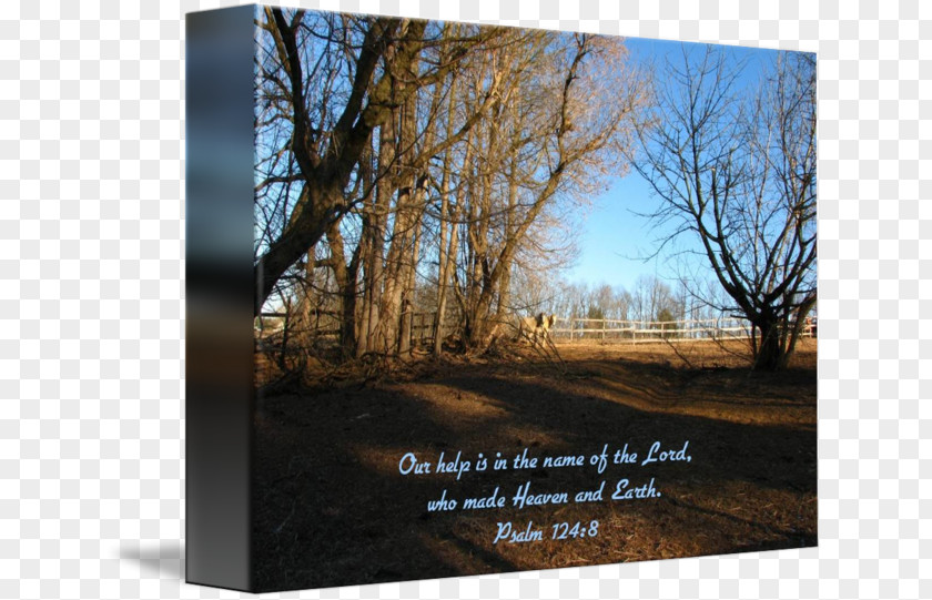 In The Name Of God Landscape Tree Wood Stock Photography PNG