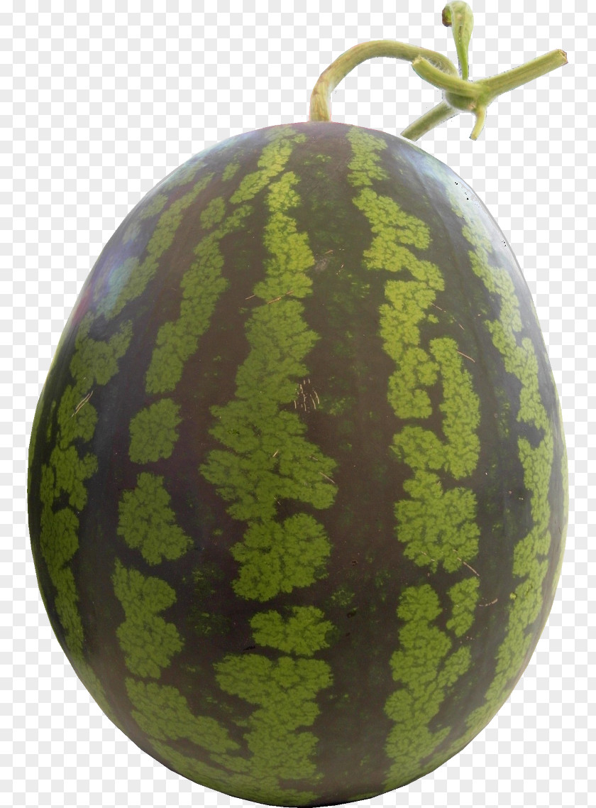 Melon Watermelon Cucurbitaceae Winter Squash PNG
