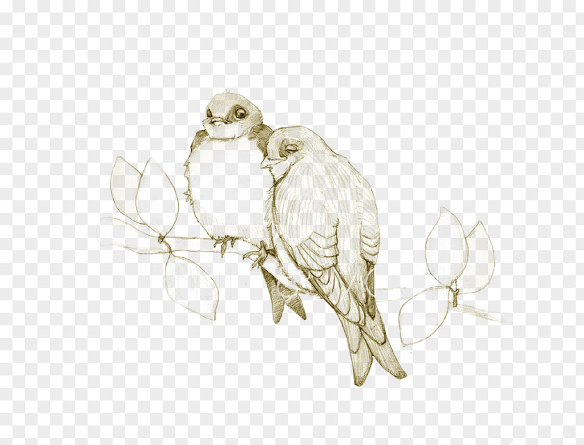 Owl Lovebird Drawing Sketch PNG