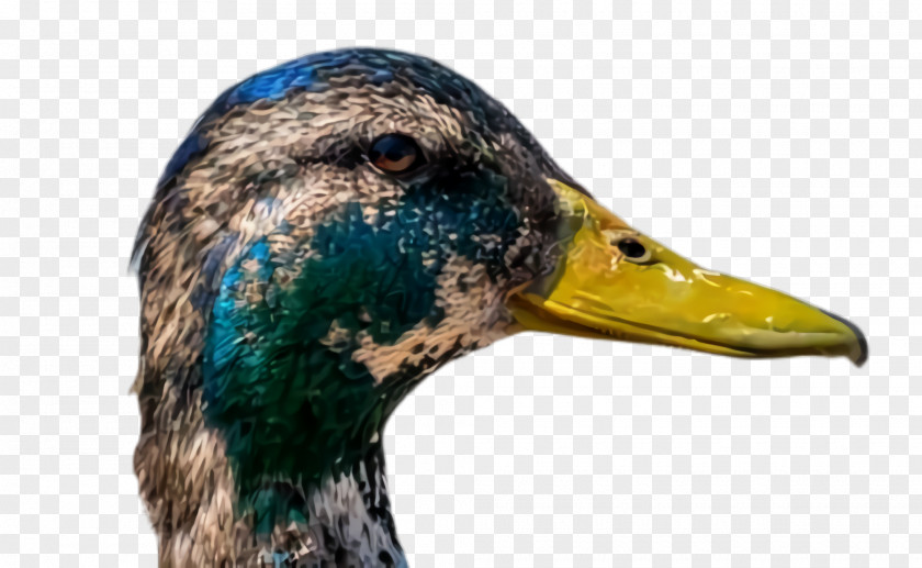 American Black Duck Hunting Decoy Bird Mallard Beak Water PNG