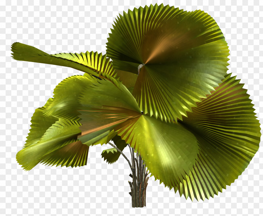 Desktop Wallpaper Palm Trees Clip Art PNG