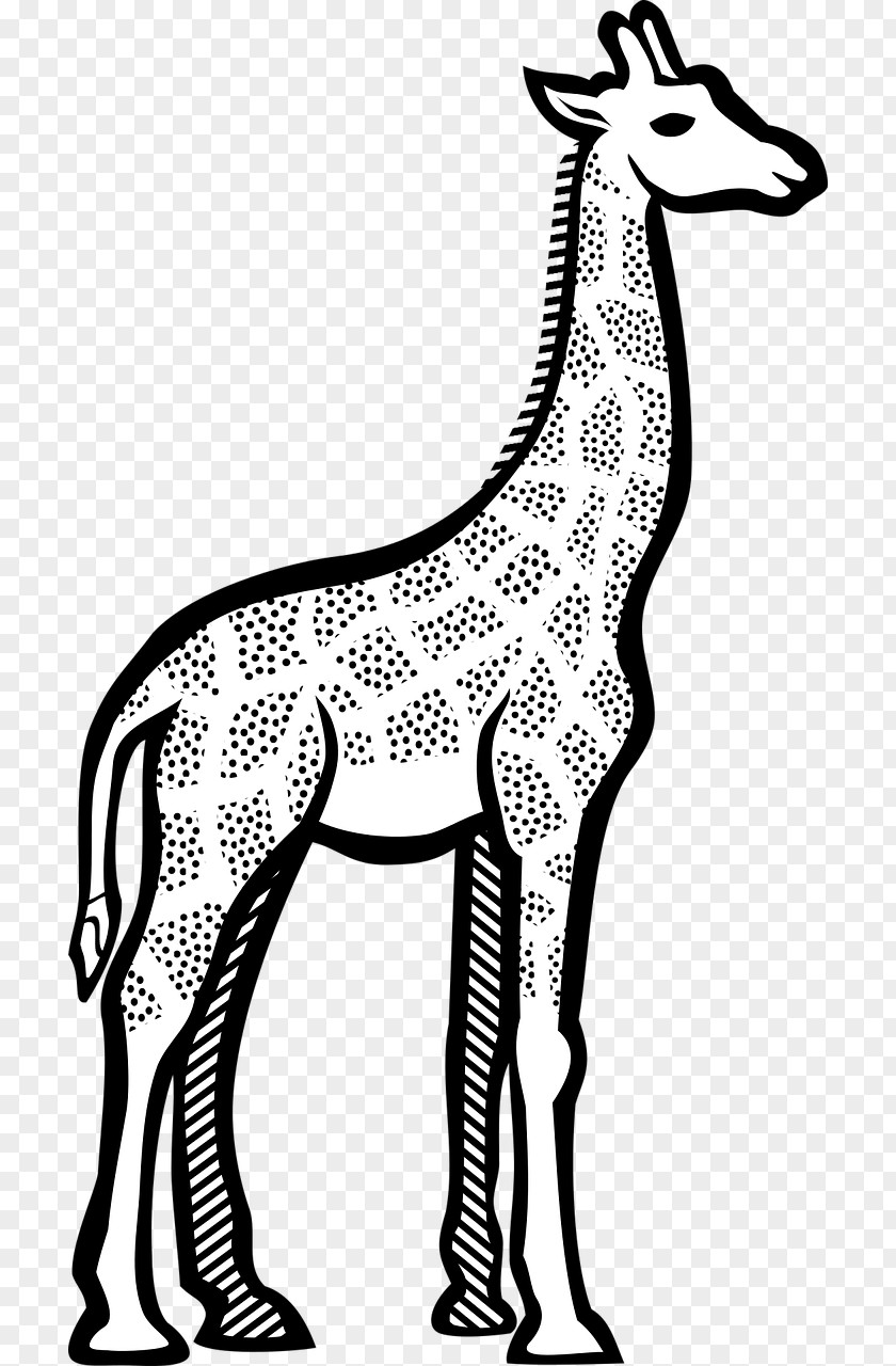 Giraffe Line Art Drawing Clip PNG
