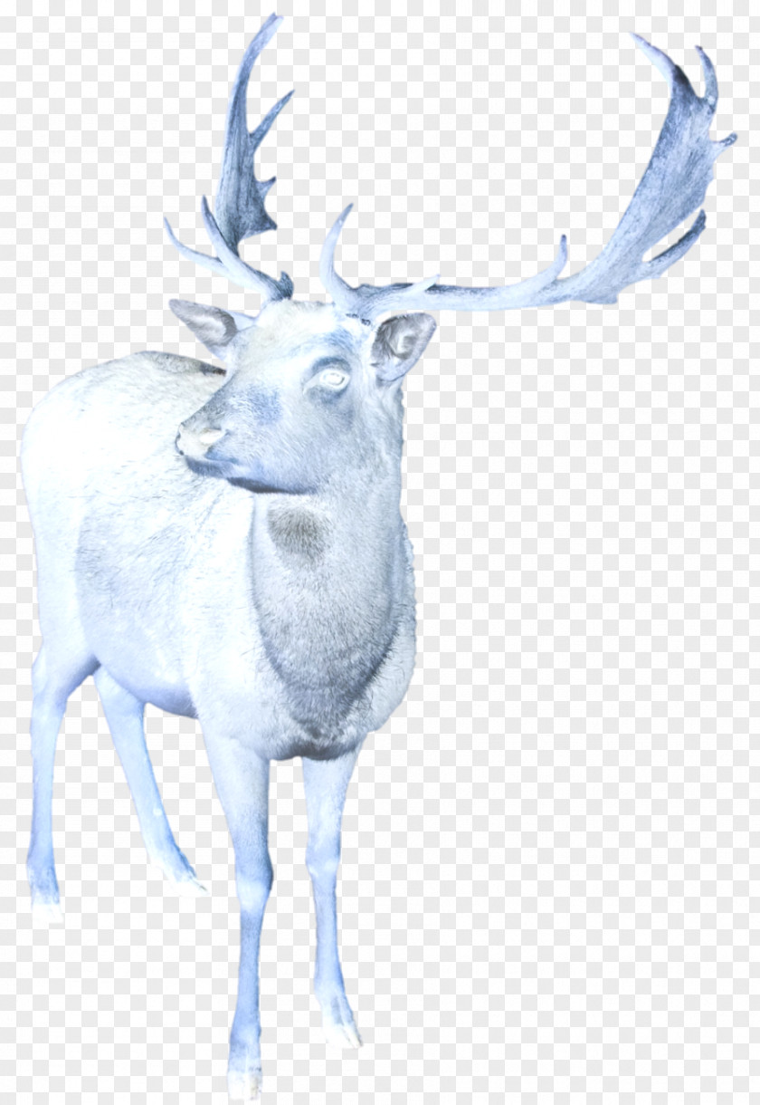 Reindeer Elk Cattle Antler Drawing PNG