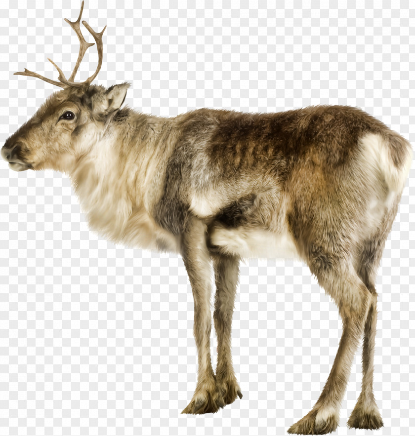 Reindeer Photography Clip Art PNG