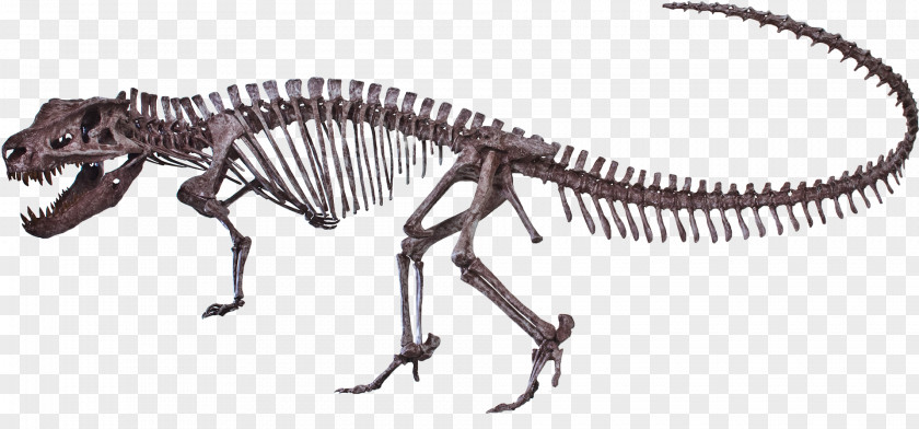 Skeleton Postosuchus Dinosaur Ornithomimus Reptile Tyrannosaurus PNG