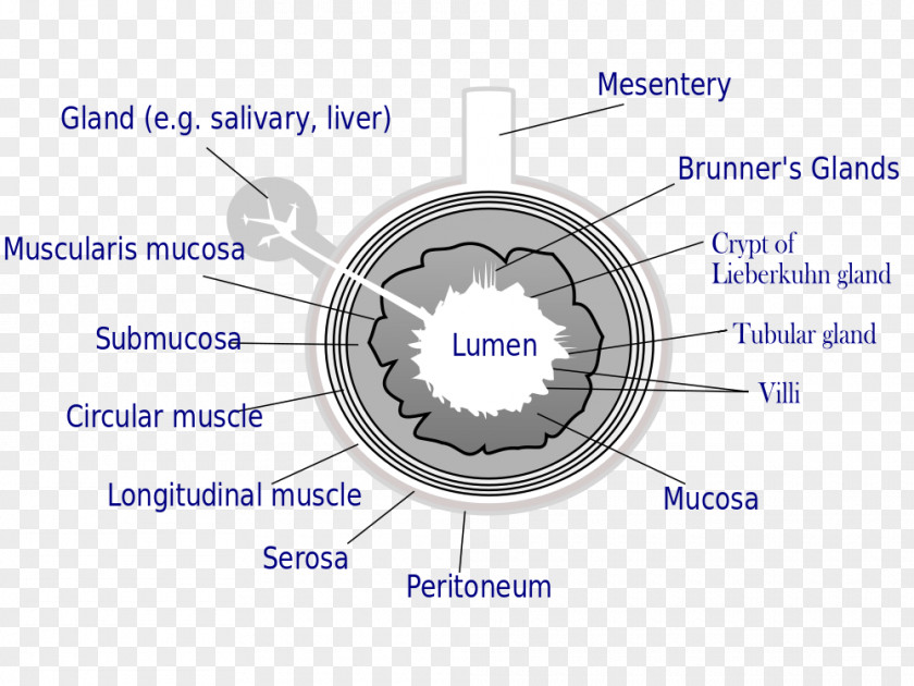 Small Intestine Gastrointestinal Tract Wall Large Lumen PNG