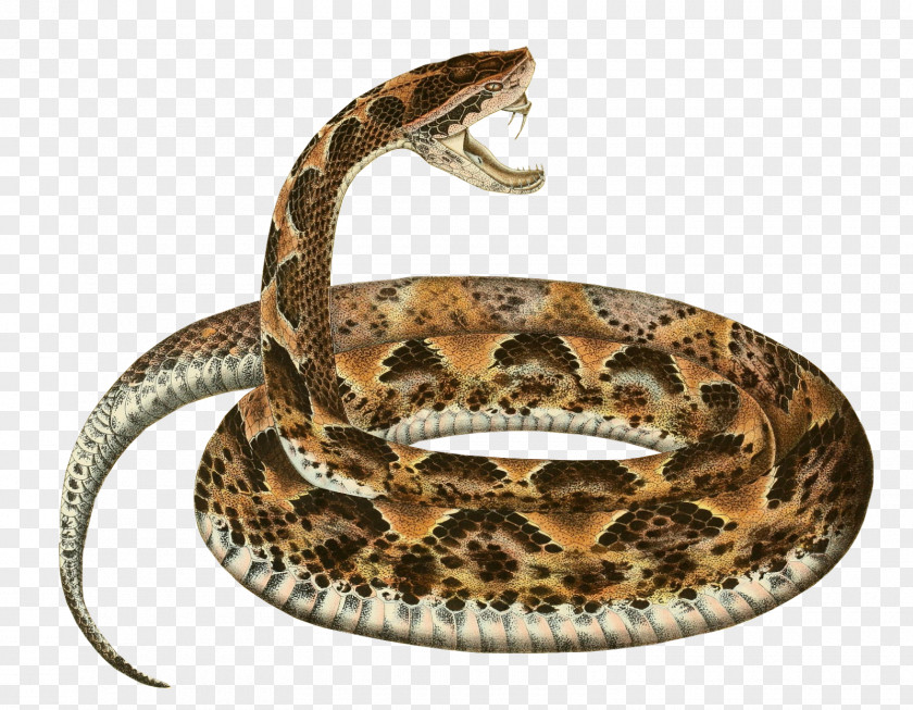 Snake Rattlesnake Boa Constrictor Calloselasma Rhodostoma Hognose PNG
