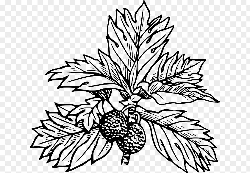 Tree Breadfruit Clip Art PNG
