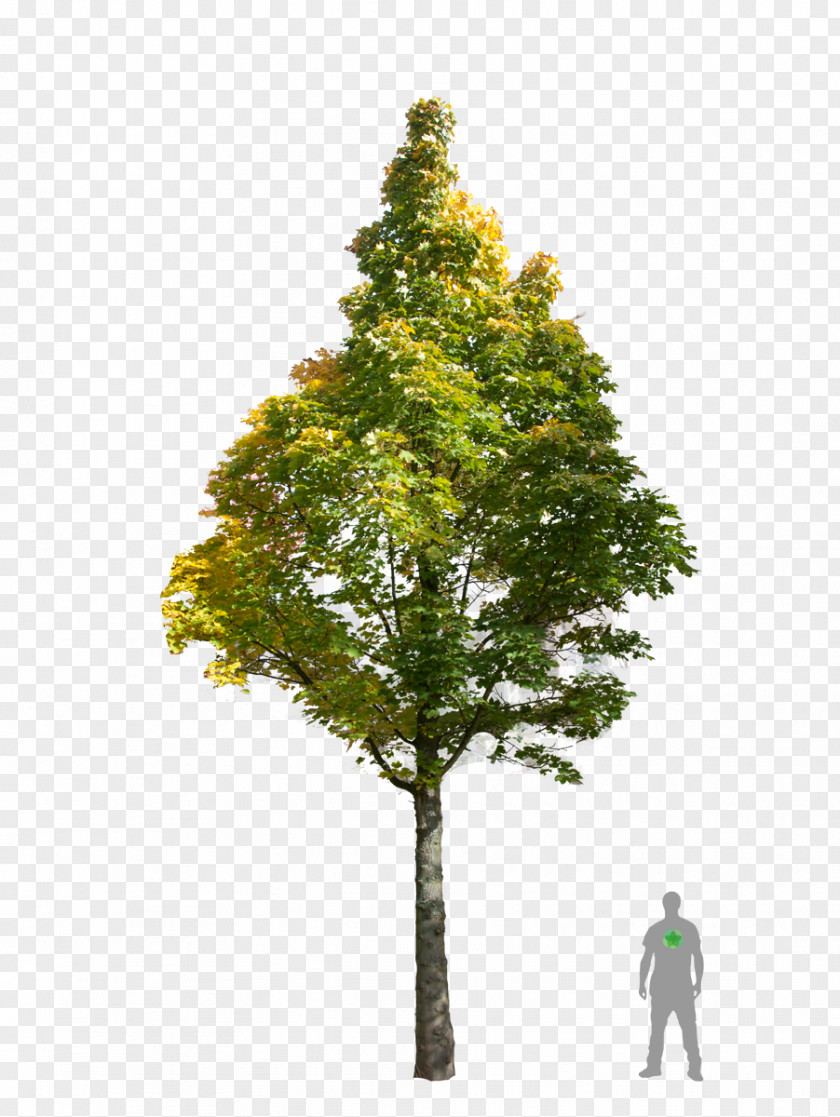 Tree Fir Norway Maple Acer Campestre Oak PNG