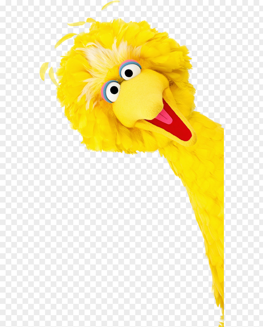 Bird Beak Big Feather Yellow PNG