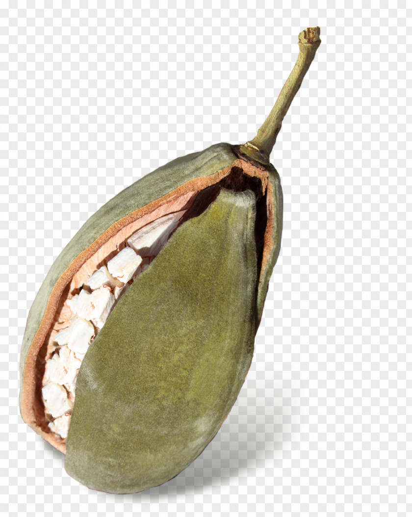 Boabab Commodity Fruit PNG