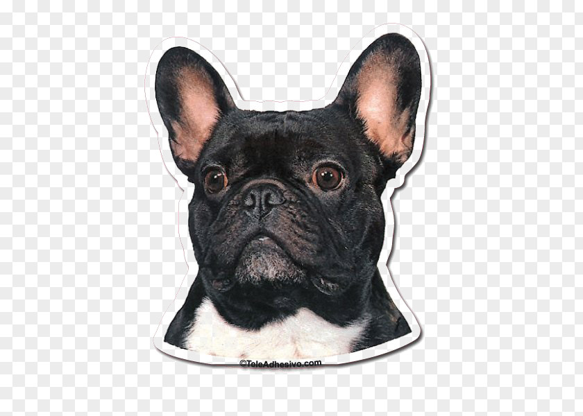 Cat French Bulldog Toy Dog Breed Companion PNG