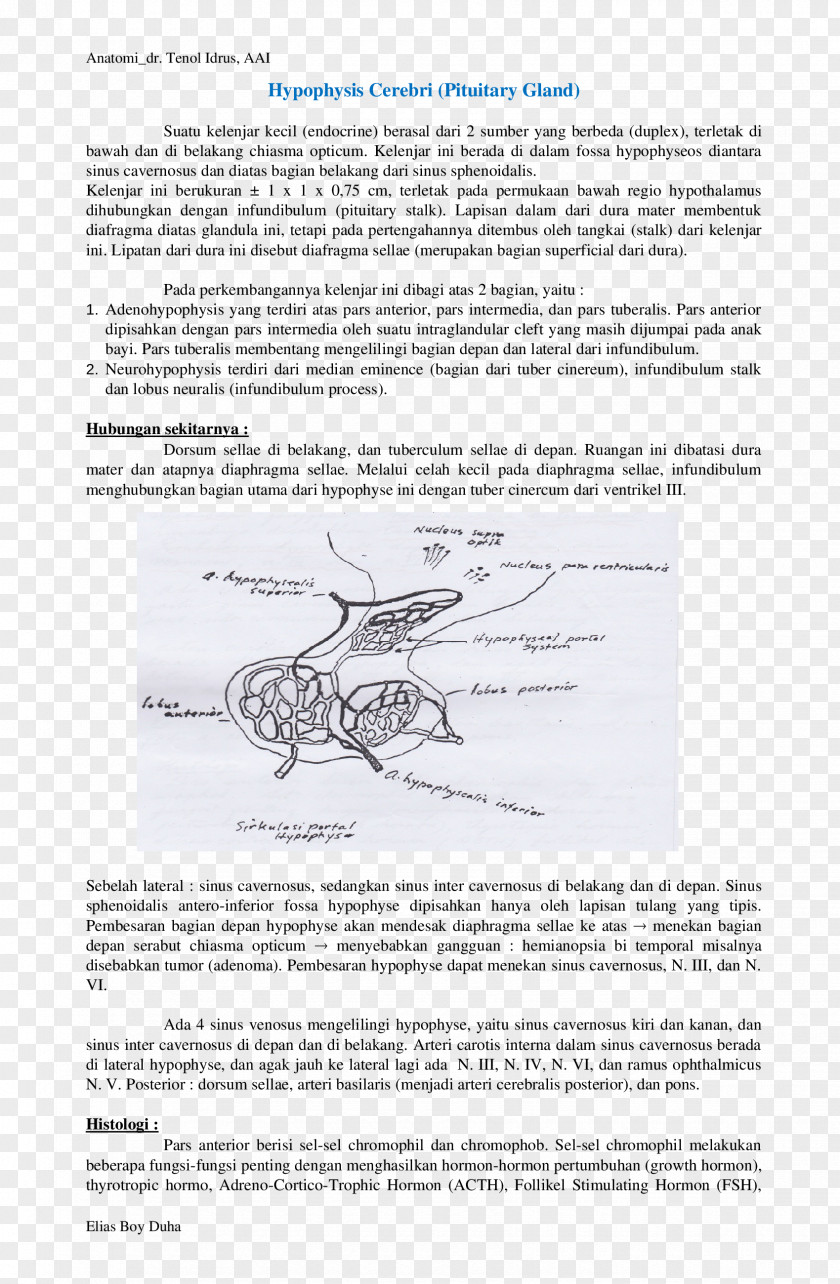 Endocrine Glands Document Line Angle Organism PNG