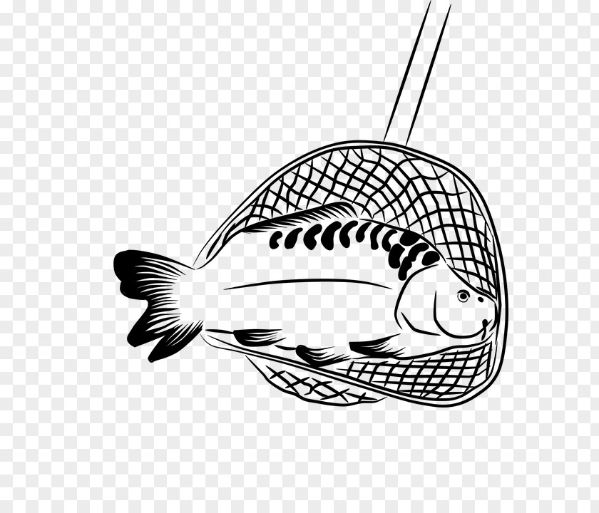 Fish Line Art Coloring Book Black-and-white PNG