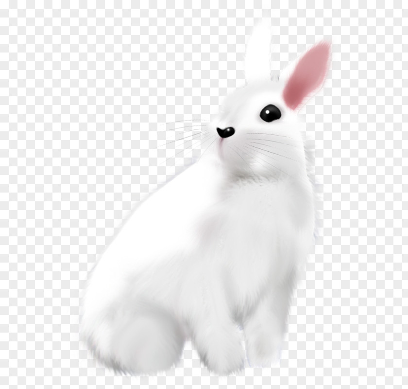 Painted White Bunny Domestic Rabbit Easter Hare PNG
