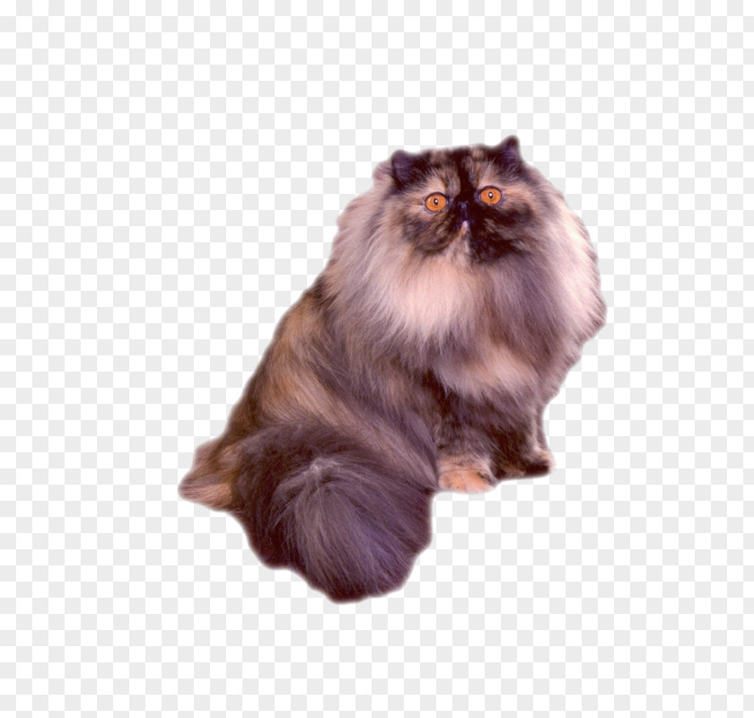 Sissy Persian Cat Asian Semi-longhair Cymric Norwegian Forest British PNG