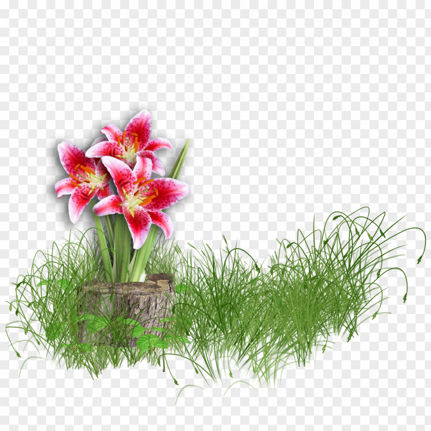 Stump Flower Lilium PNG