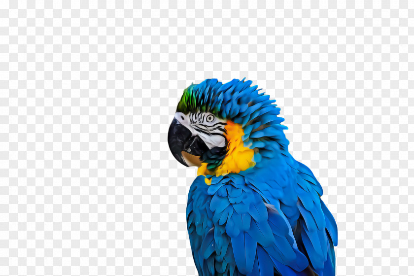 Wing Budgie Bird Parrot PNG