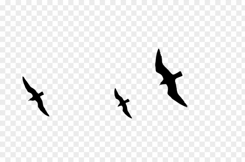 Beak Bird Migration Wing Font PNG
