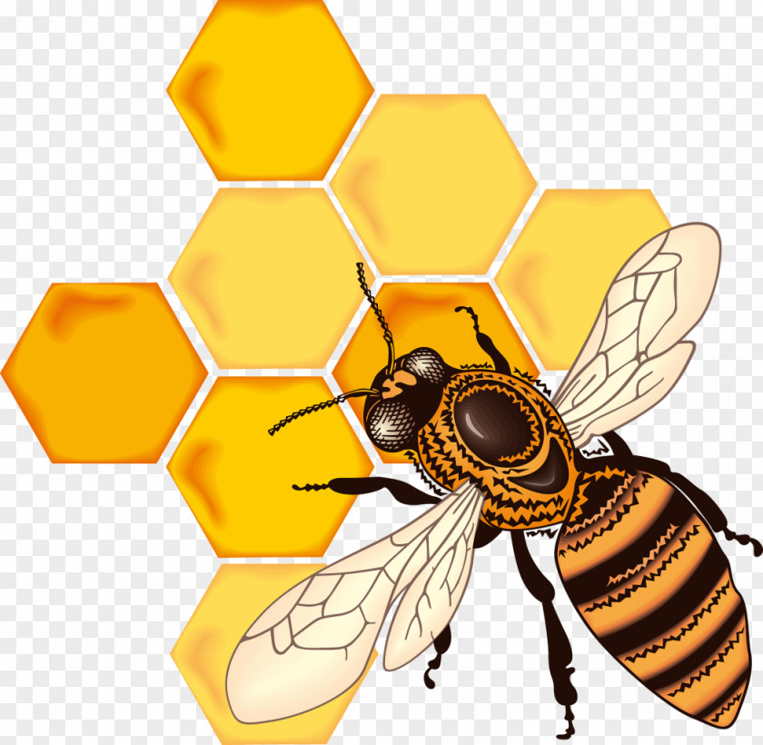 Bee Honey Honeycomb Drawing PNG