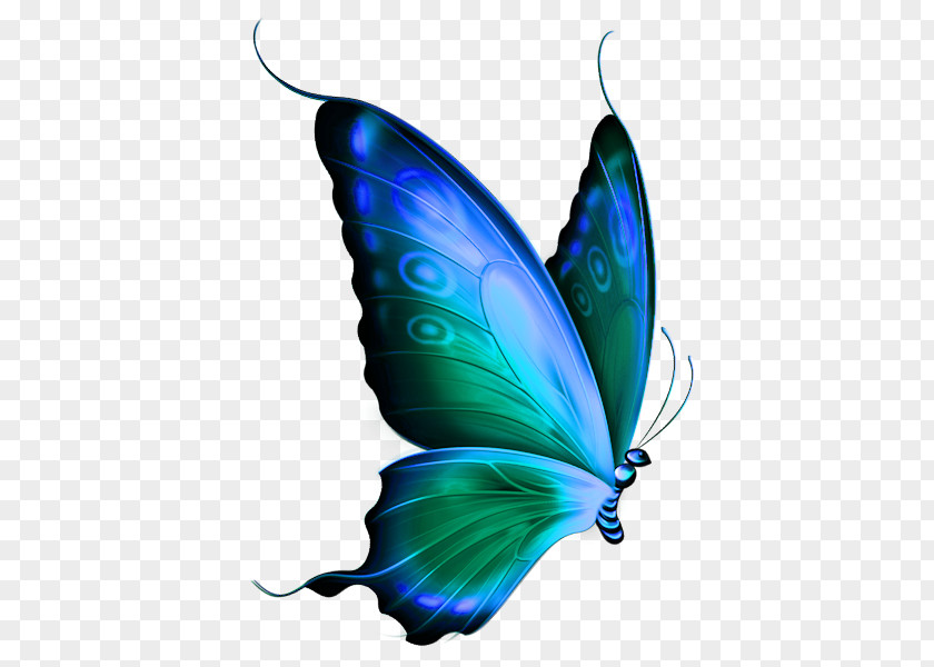 Birds And Insects Glasswing Butterfly Papillon Dog Clip Art PNG