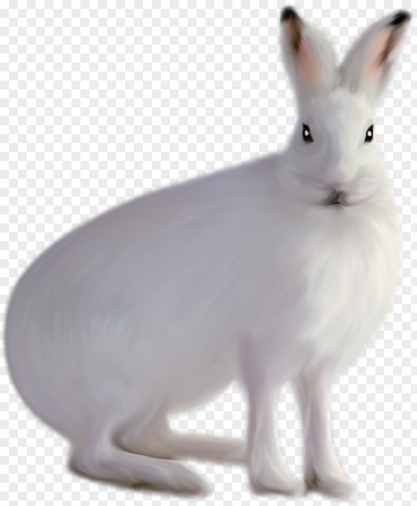Cute Little Rabbit Element Domestic Arctic Hare White PNG