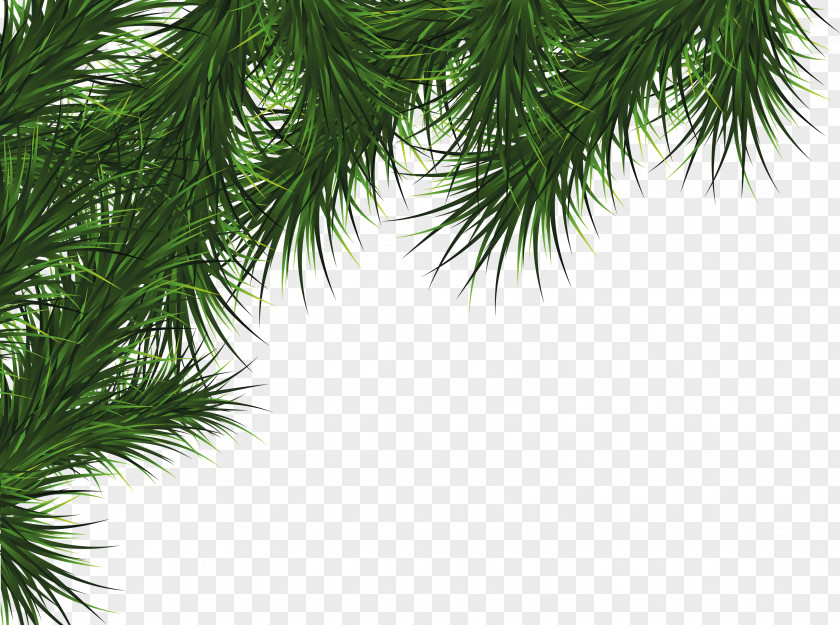 Fir-tree Image Fir Pine Cedar Tree PNG