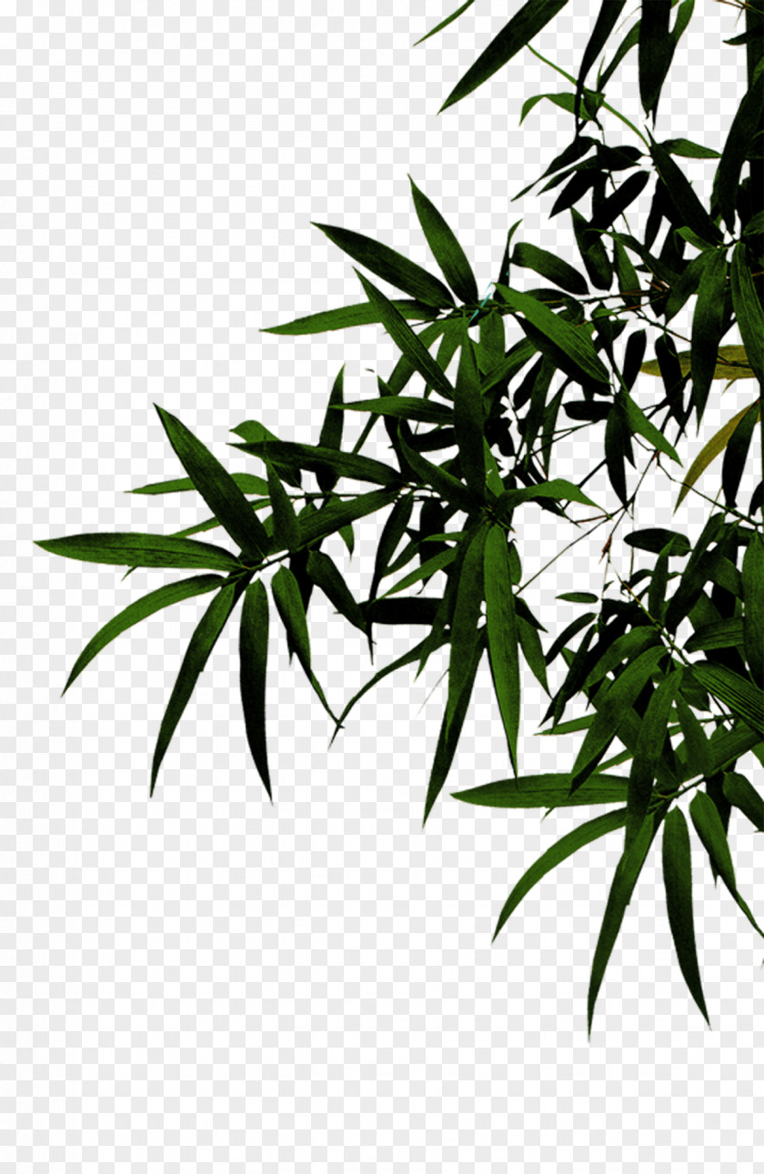 Green Bamboo Fundal Menu PNG