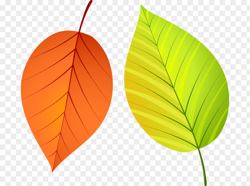 Leaf Autumn Leaves PNG