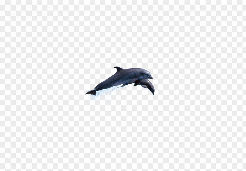 Sharks Leap Dolphin Sky Microsoft Azure Wallpaper PNG