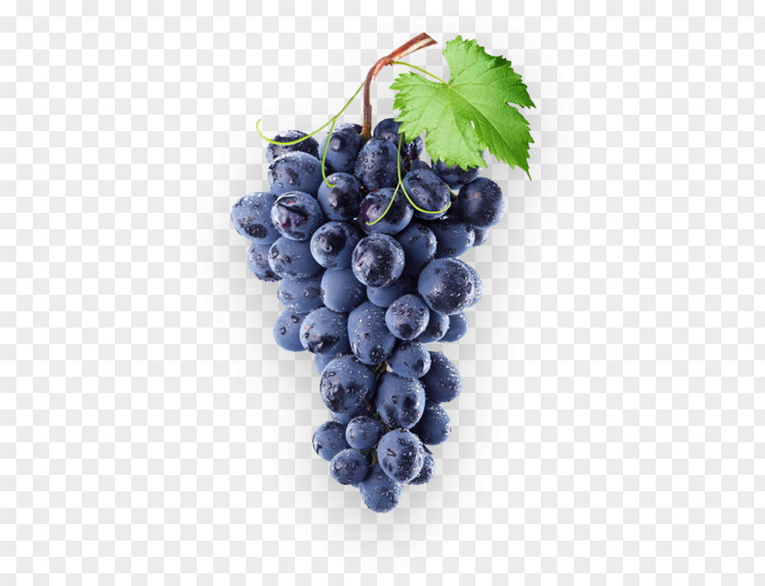 Wine Common Grape Vine Concord Isabella PNG