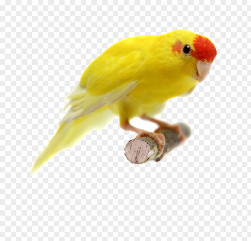 Yellow Parrot Red-crowned Parakeet Ku0101ku0101riki Stock Photography PNG